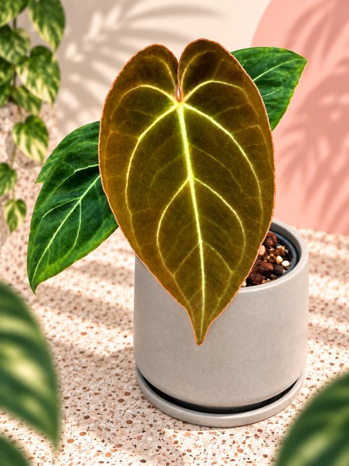 Anthurium droyaki silver x