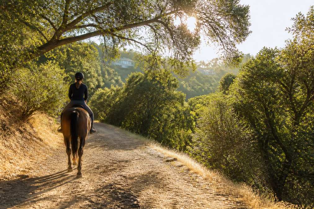 A rider on horseback trotting along a scenic trail with oak trees, residential properties visible on the hillside, morning sunlight filtering through the canopy