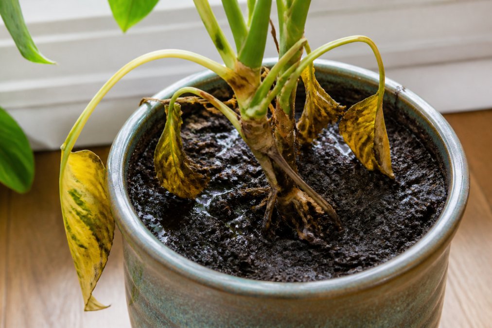 Infographic illustrating signs of poor drainage, including yellowing leaves, wilted stems, and waterlogged soil.