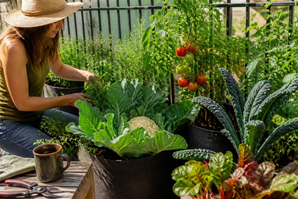 10 Best Drought Tolerant Vegetables for Southern Gardens