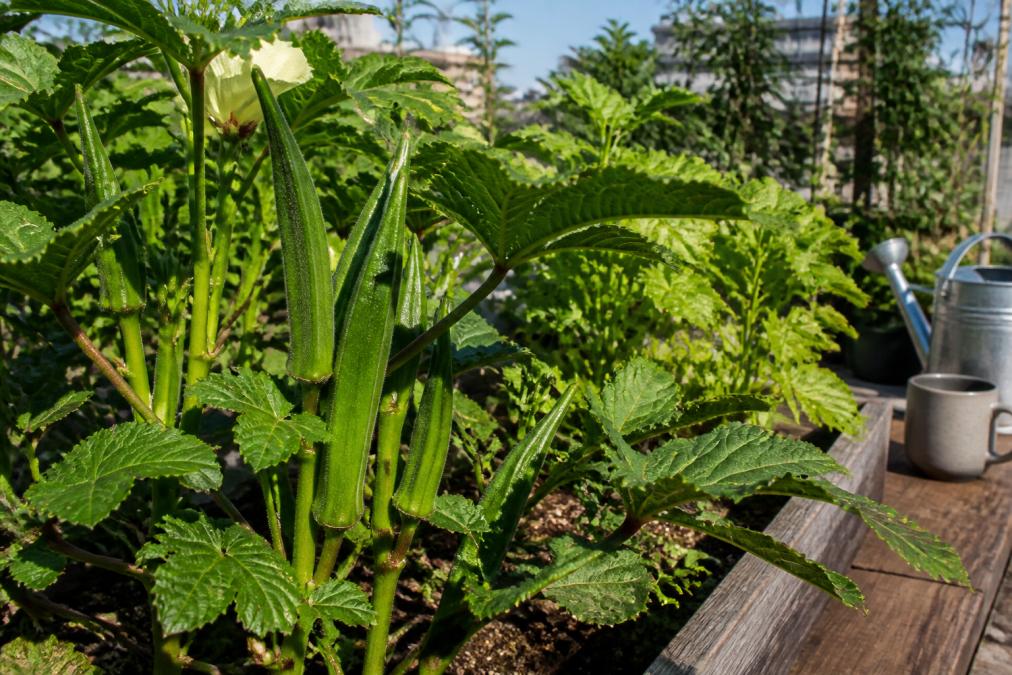 Close-up of vibrant deep green okra pods with spineless texture growing on a compact 3-foot plant in a raised bed garden on a sunny afternoon