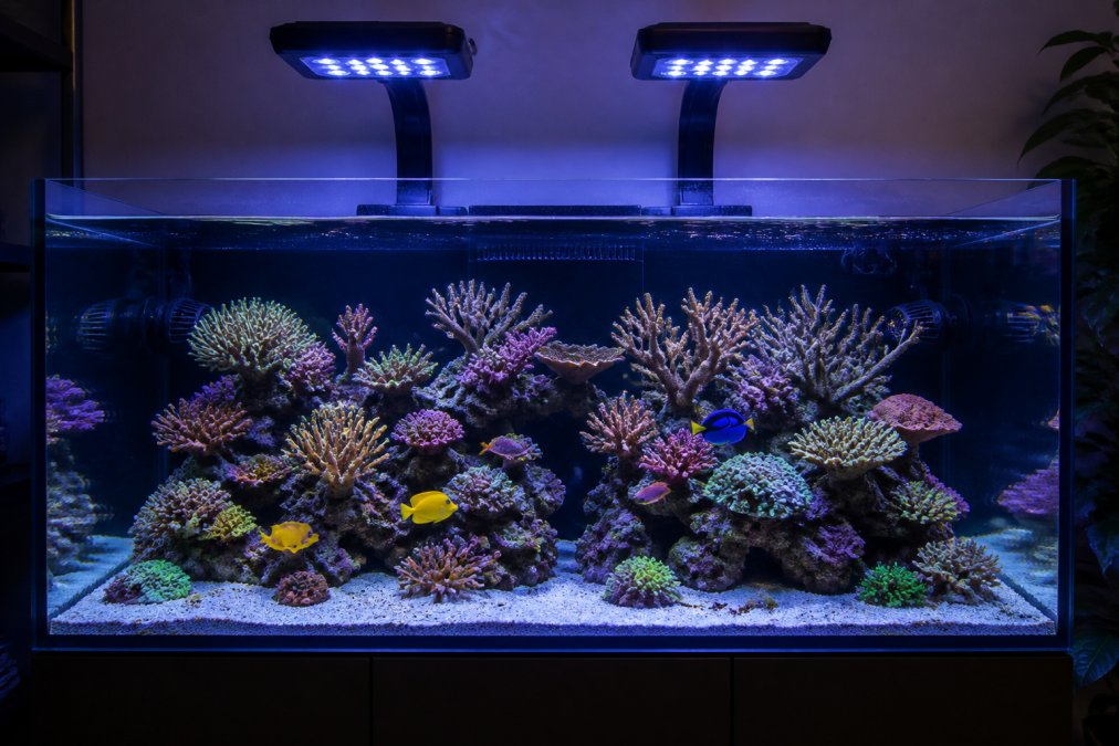 Fully established 54-gallon reef aquarium with vibrant SPS and LPS corals, live rock formations creating natural aquascaping, dual ReefLED 115 lights illuminating the marine ecosystem with natural shimmer, healthy fish swimming through coral branches