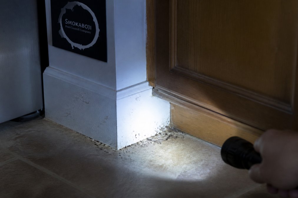 Close-up of a kitchen baseboard and cabinet corner with small dark specks resembling coffee grounds, a flashlight beam sweeping across the surface in low evening light