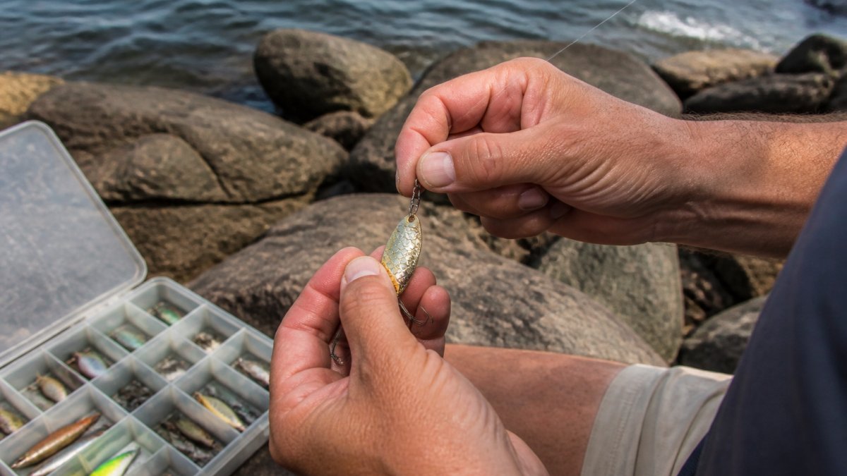 Angler attaching a metal spoon lure to a fishing line on a rocky shoreline with a tackle box nearby