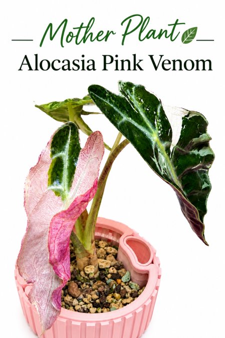 Alocasia pink venom