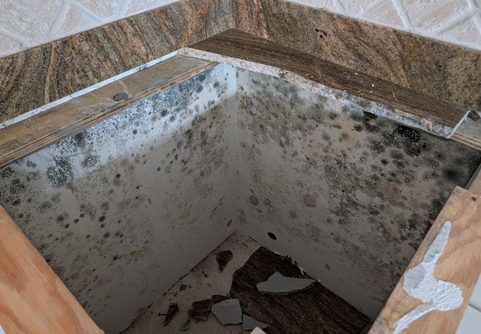 Heavy visible mold growth discovered behind removed kitchen cabinetry during a residential JLX mold remediation project.