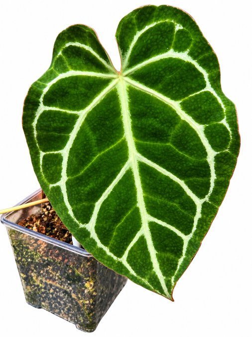 anthurium crystallium dark form