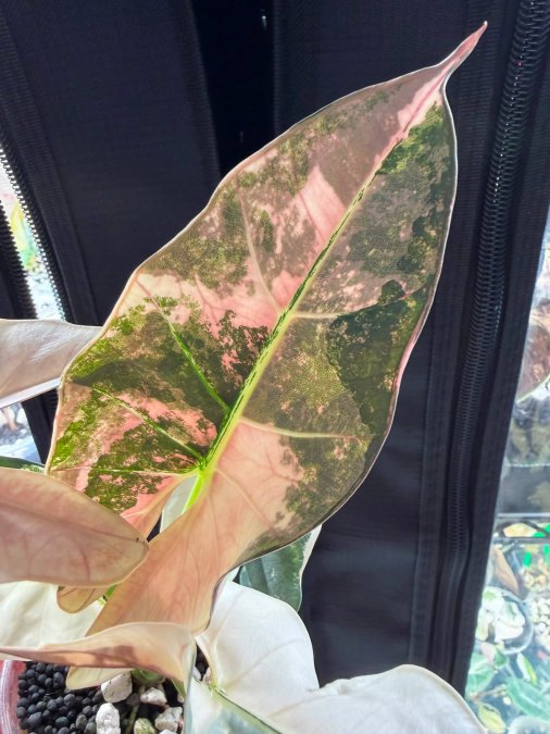 Alocasia scaribiscula pink albo