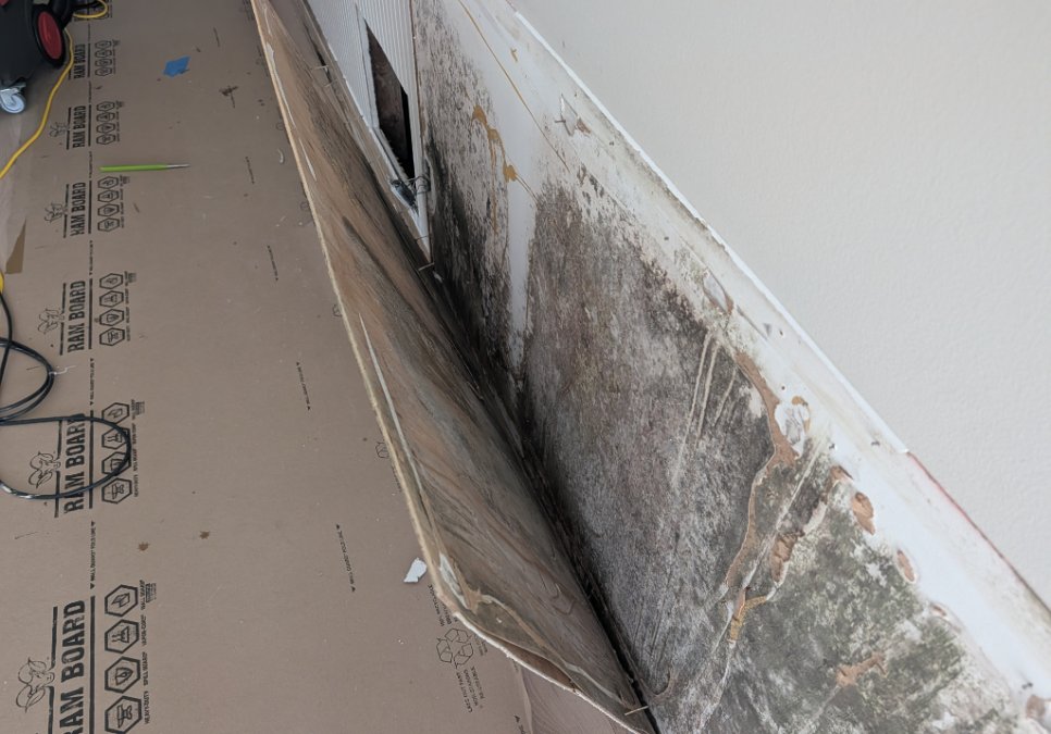 Heavy visible mold growth exposed behind removed wall material during a residential JLX mold remediation project.