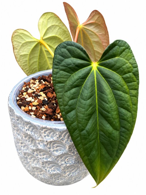 anthurium lux x pap
