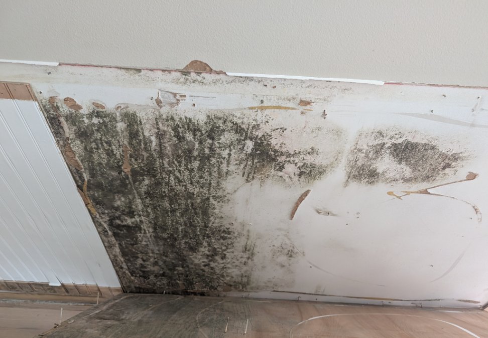 Visible mold growth on a residential wall surface before mold remediation.