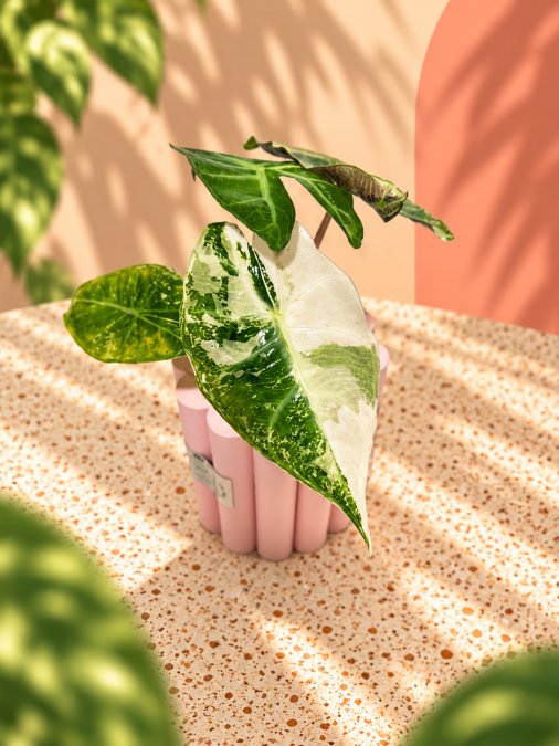 Alocasia pink dragon albo