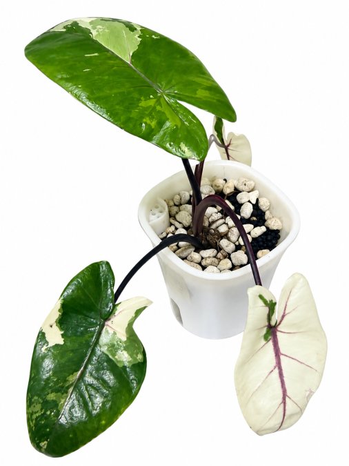 Alocasia black stem albo