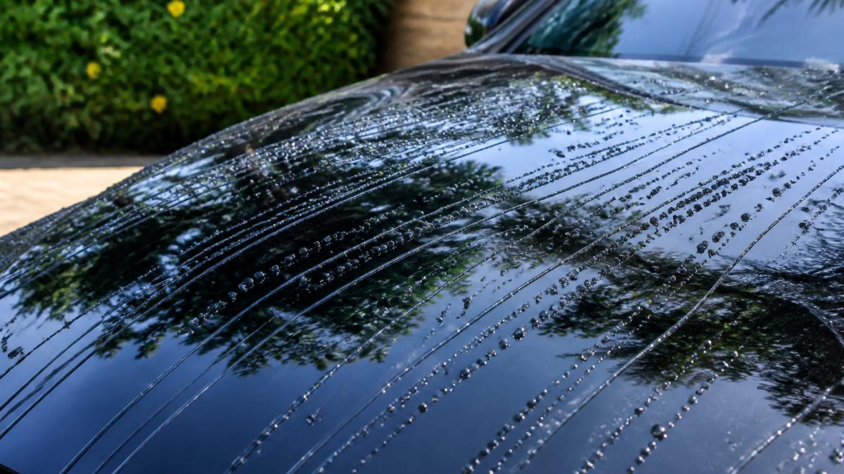 Close-up of freshly ceramic-coated vehicle hood with water beading into perfect droplets rolling off the paint surface, showing mirror-like reflection of trees