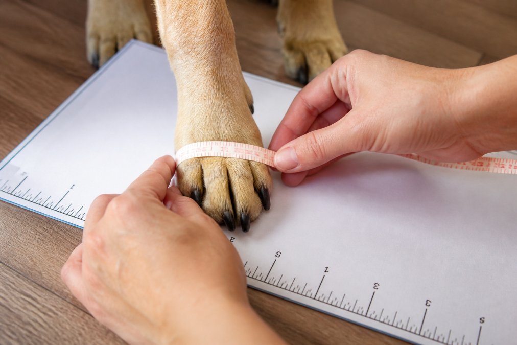 Close-up of a dog's front paw being measured with a soft measuring tape on a white measuring mat, showing proper measurement technique with clear ruler markings visible