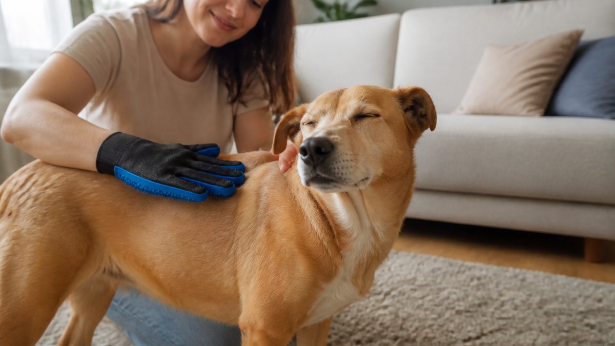 A person wearing a silicone-tipped grooming glove gently stroking a short-haired dog along the back in a bright living room, dog relaxed with eyes half closed