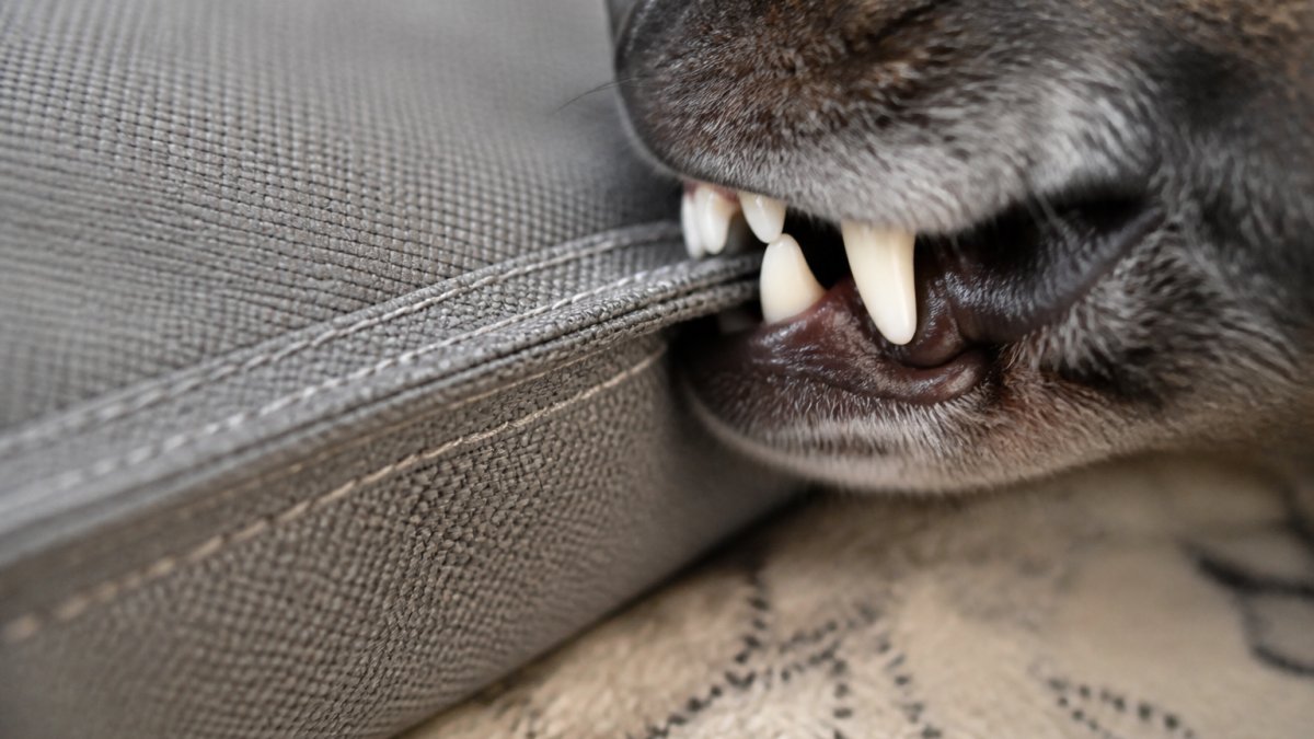 Close-up of a dog's teeth and mouth near different bed fabric textures, showing ballistic nylon weave and reinforced stitching under natural lighting