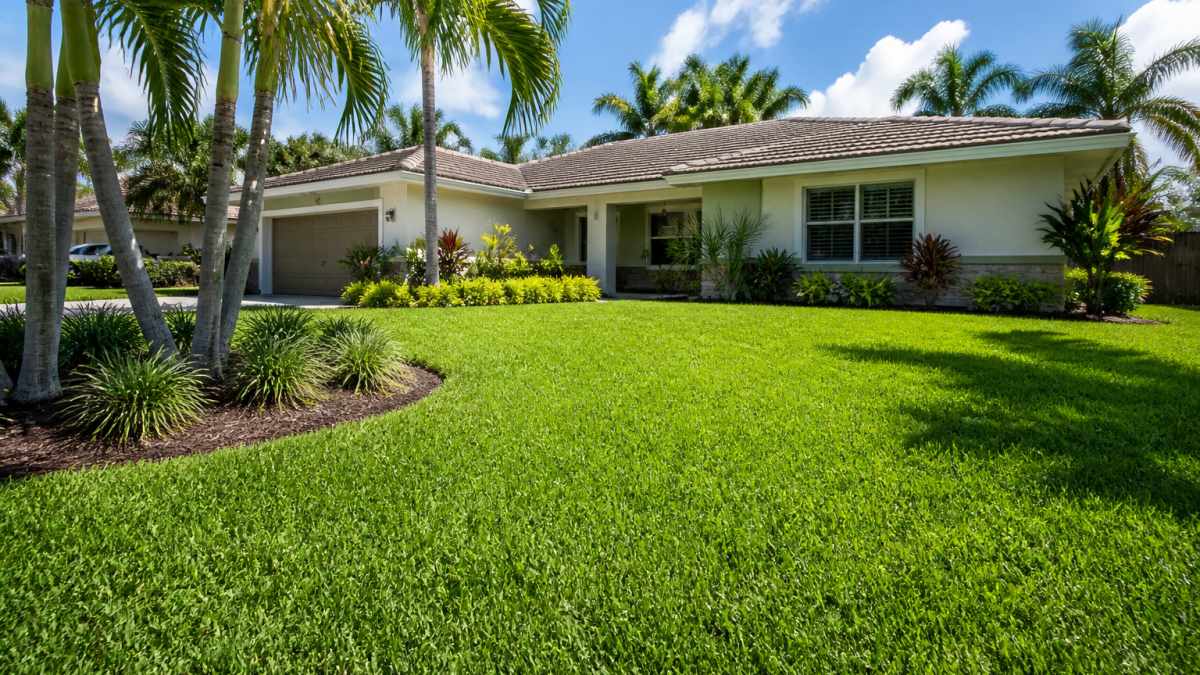 A lush, freshly installed South Florida lawn in front of a single-story home, with palm trees and bright sunlight, showing dense green turf