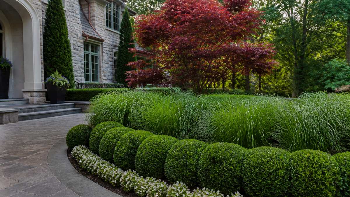 Well-manicured residential front yard with mature boxwood hedges, layered ornamental grasses, and a Japanese maple as focal point, showing polished luxury landscape design with natural afternoon lighting