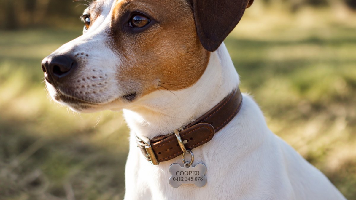 Stainless steel bone-shaped ID tag with engraved contact details on a leather dog collar outdoors
