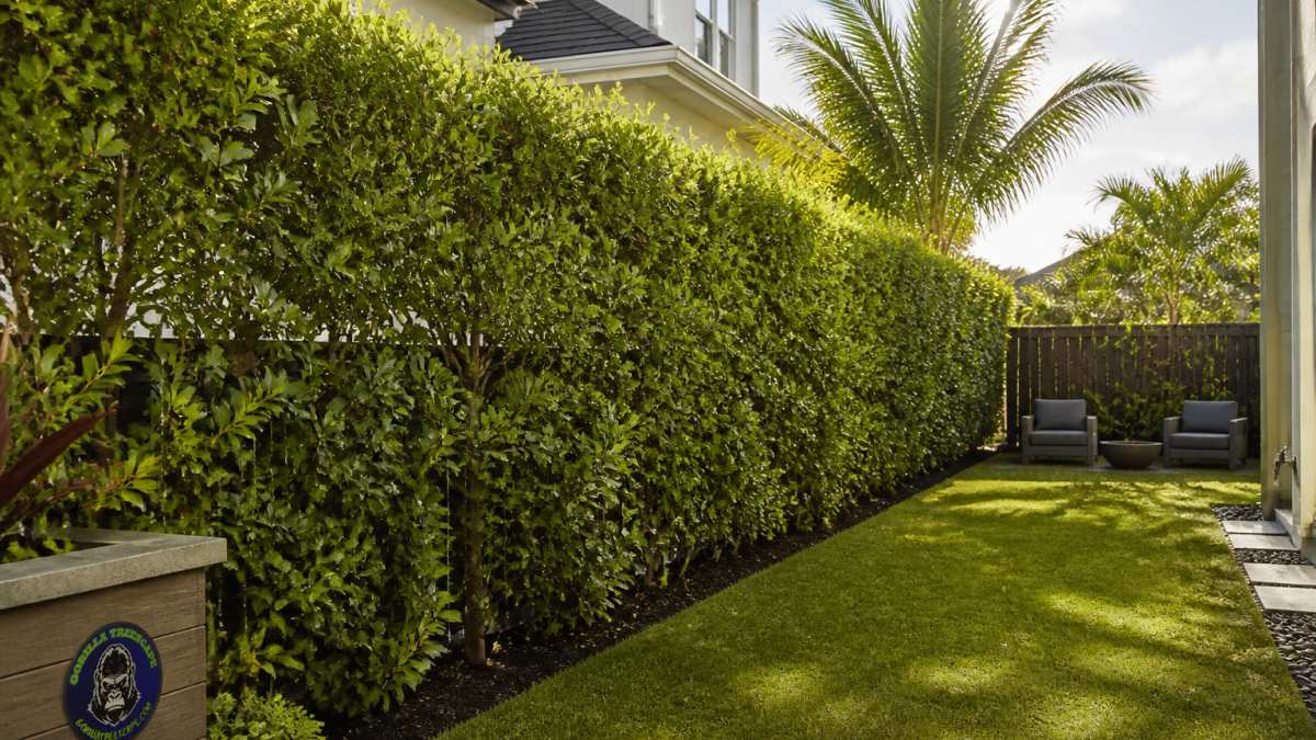 Lush, dense green privacy hedge bordering a small residential backyard with vibrant foliage creating a natural screening barrier between neighboring properties in bright afternoon sunlight
