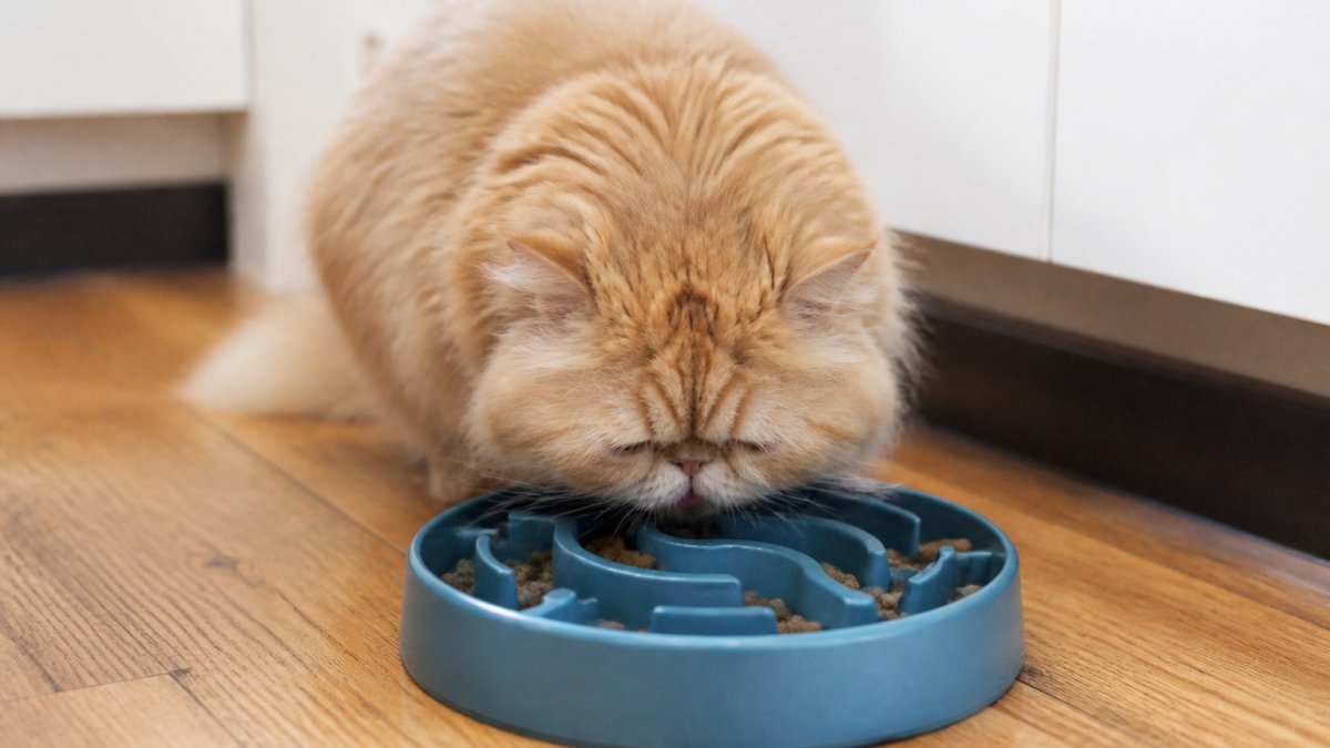 Flat-faced Persian cat eating from a puzzle-style slow feeder bowl on a kitchen floor
