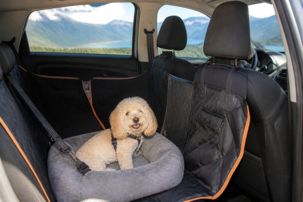 Small dog resting on a hard bottom back seat cover with a seat belt, one of the best travel dog beds for small cars.