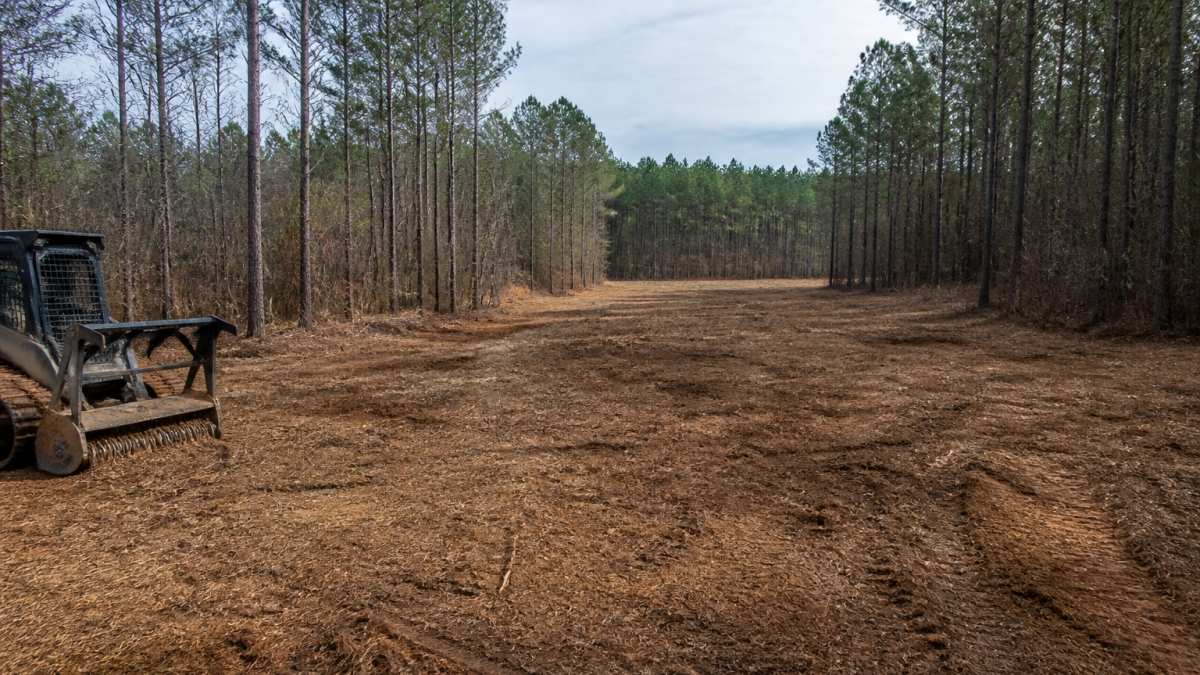 Cleared land with defined edges and open space where thick brush and overgrowth once stood, showing improved sightlines across property