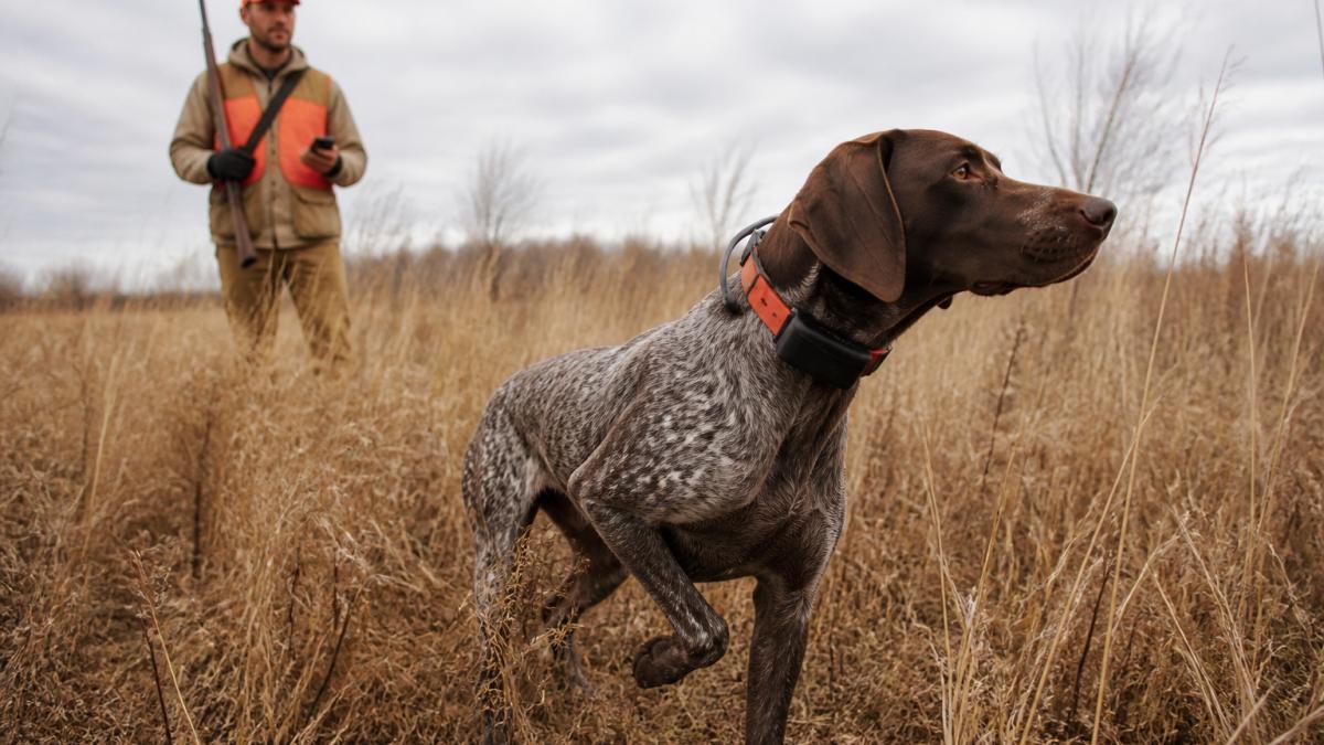 German Shorthaired Pointer wearing a GPS collar while pointing in tall grass with a hunter nearby.