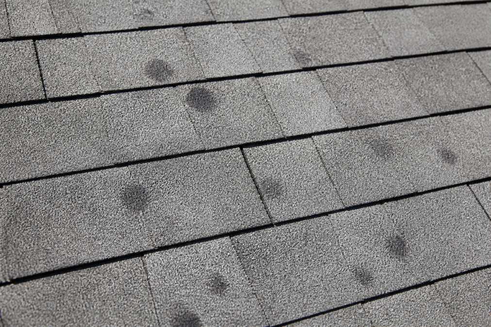 Close-up photograph of asphalt roof shingles showing multiple dark bruises and circular indentation marks from hail impact on the shingle surface, taken in natural daylight