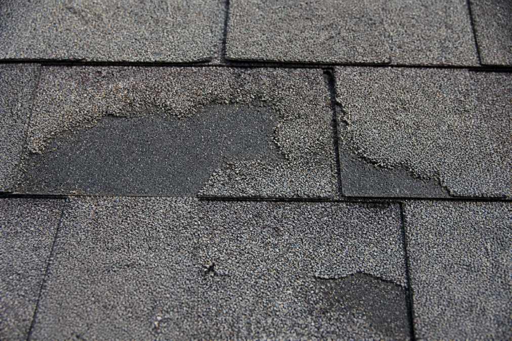 Asphalt roof shingle with visible patches of missing granules exposing the underlying black asphalt material, showing bare spots and the contrast between granule-covered and exposed areas