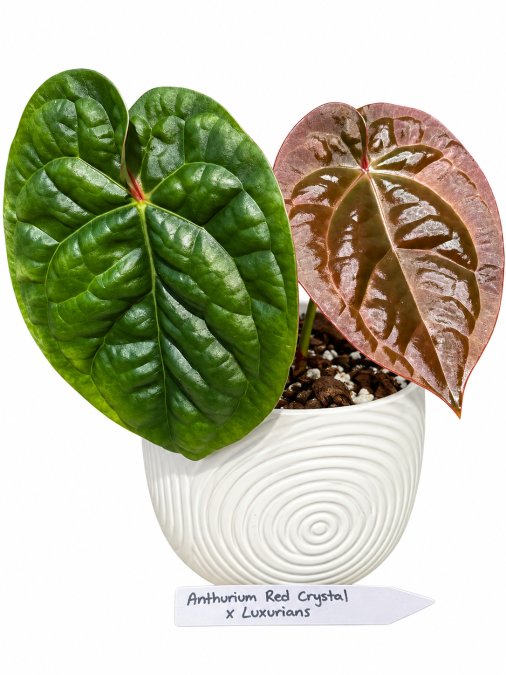 anthurium red crystal x lux