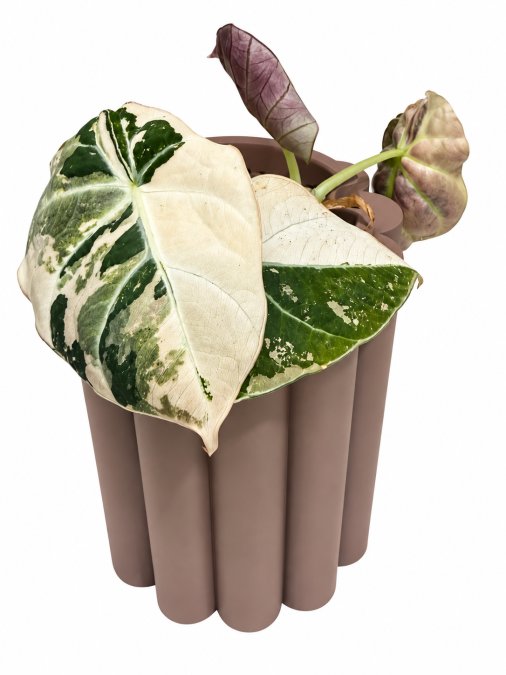 Alocasia black velvet pink variegated