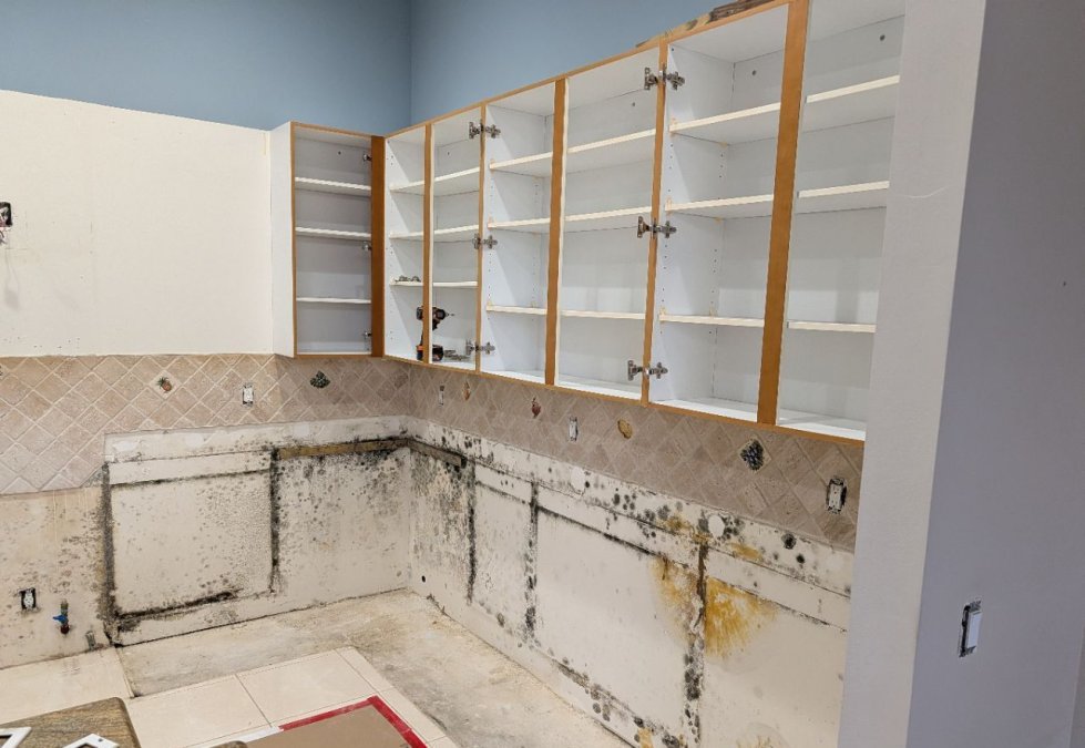 Exposed kitchen wall and cabinetry area showing visible mold conditions before remediation.