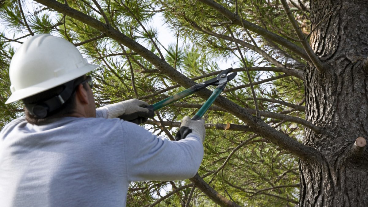 7 Benefits of Interior Thinning for Healthier Trees
