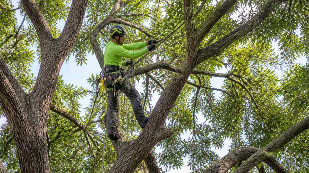 Arborist performing interior thinning by pruning branches in a sunny, mature shade tree canopy.