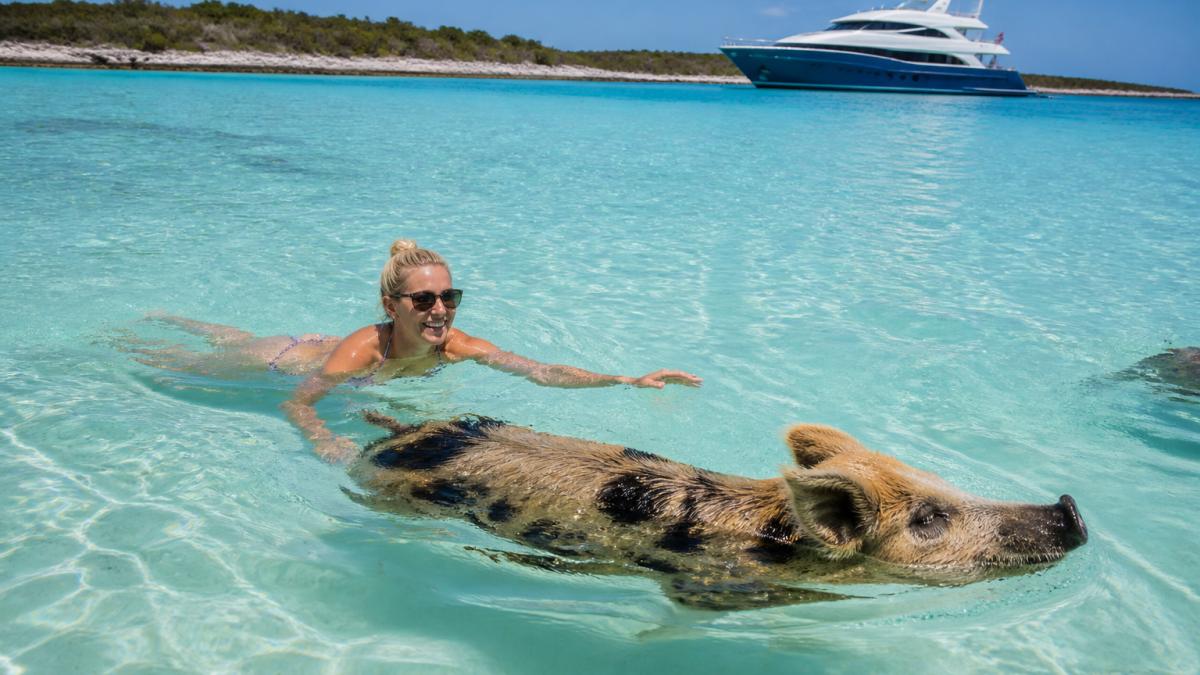 Guests swimming alongside wild pigs in shallow turquoise water off Staniel Cay, with a yacht anchored in the background