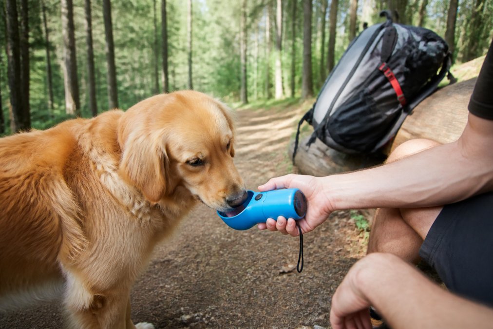 A happy golden retriever drinking from a portable pet water bottle held by its owner on a sunny forest trail, with a hiking backpack resting on a log nearby