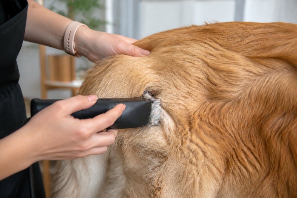 Close-up of a pet owner's hands using a professional clipper on a dog's coat, showing proper hand positioning with the blade moving through thick fur, natural lighting in a home grooming setup