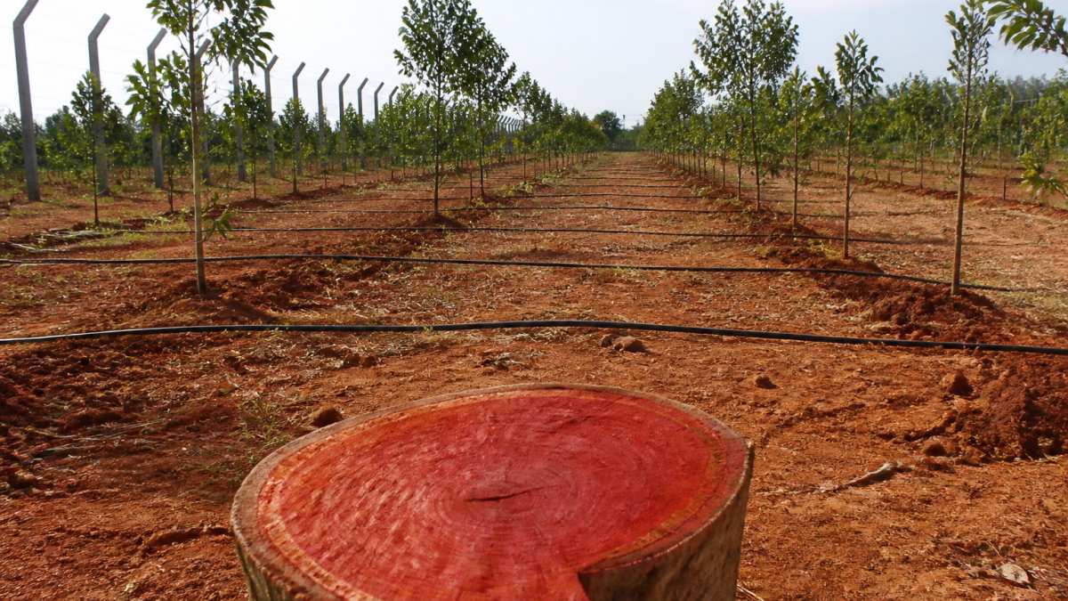 Infographic showing sandalwood plantation infrastructure for charan group vs rudraa sandan comparison