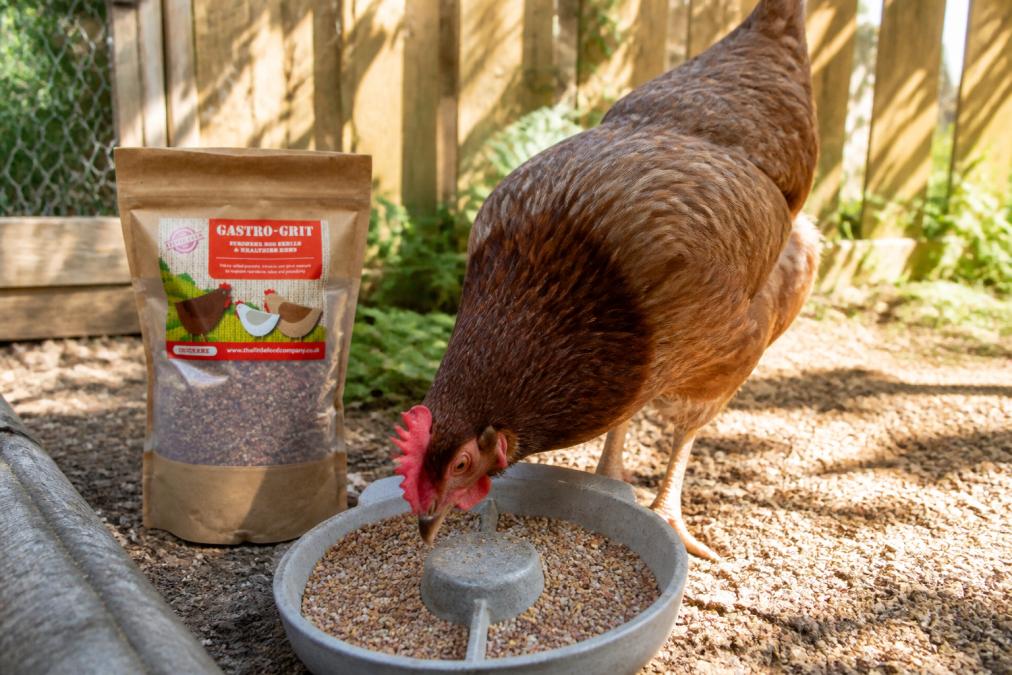Close-up of a hen pecking at a feeder filled with mixed layer pellets and seeds in a garden chicken run, dappled morning sunlight filtering through a wooden fence