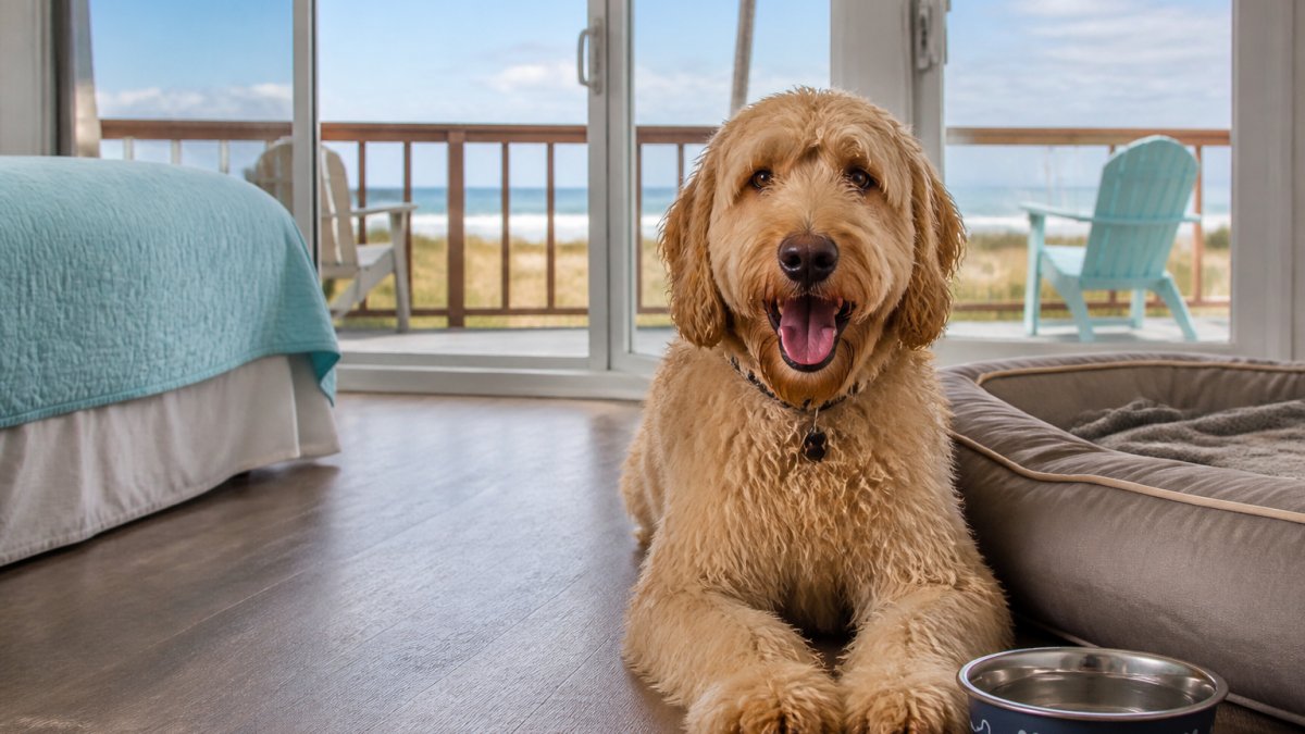 7 Pet Friendly Vacation Rentals Cocoa Beach Picks