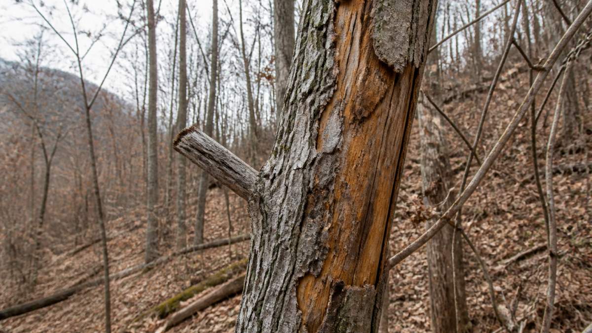 Diagram detailing how fungal cankers and cracked bark cause dieback in susceptible chestnut tree trunks
