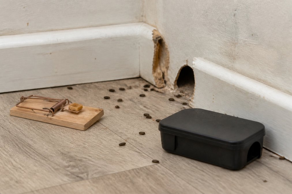 7 Signs of Rat Infestation in House: 2026 Guide