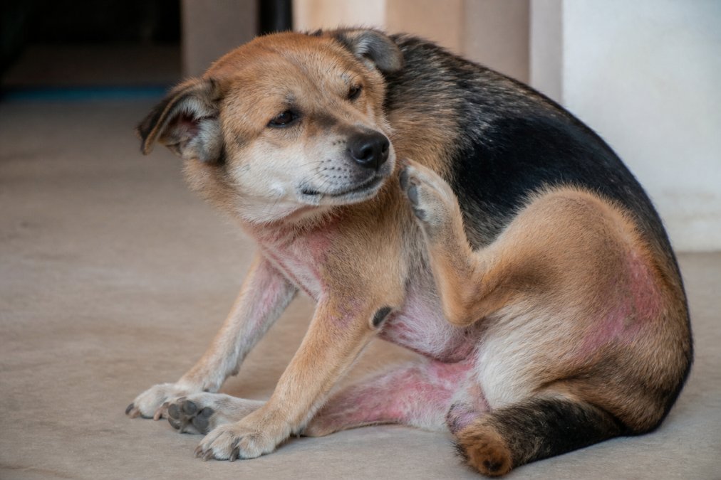 Close-up of a dog scratching at its skin with visible discomfort, showing reddened areas on the body