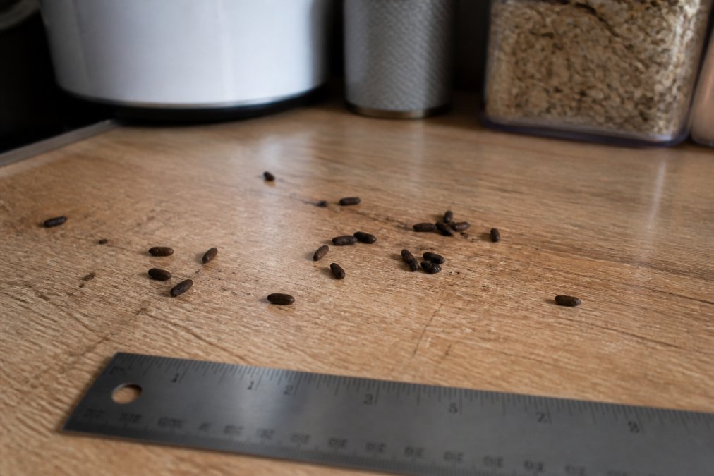 Close-up of dark rodent droppings scattered on a wooden kitchen counter next to a ruler showing scale, with natural morning light illuminating the surface