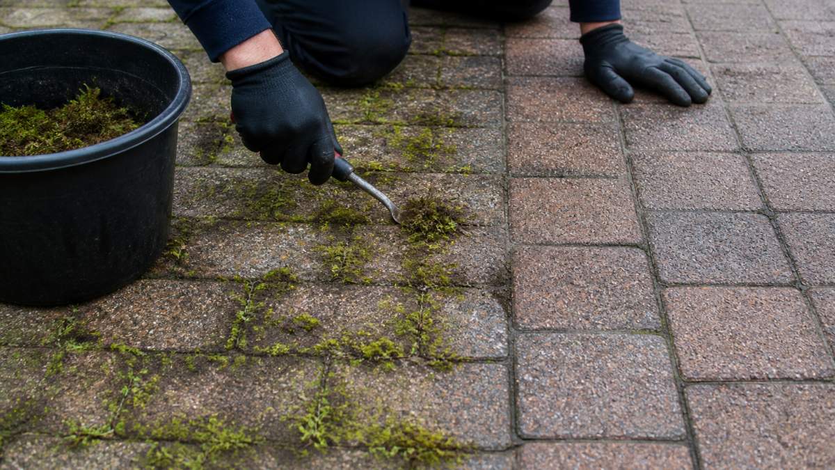 Infographic comparing mossy joints with a clean block paving surface to demonstrate effective removal results.