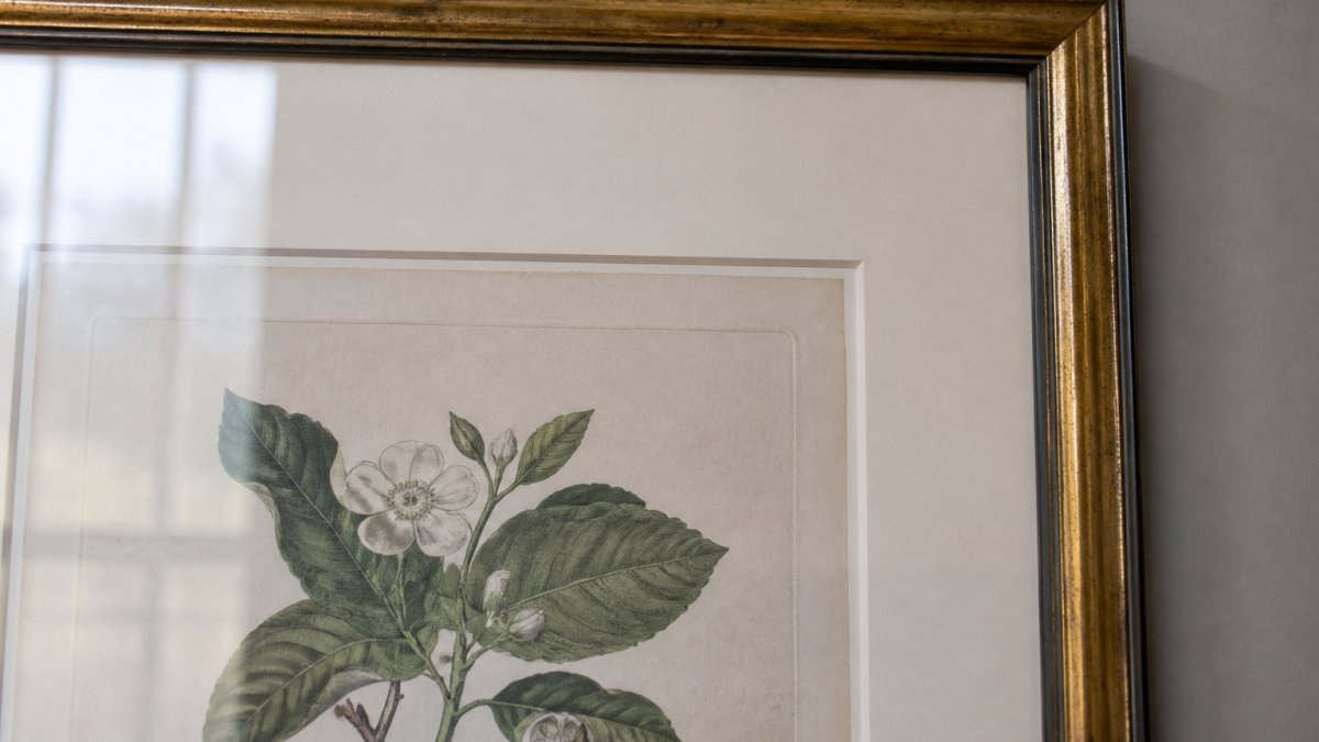 Close-up of a framed antique botanical print showing an acid-free mat, UV-protective glazing and a visible plate mark