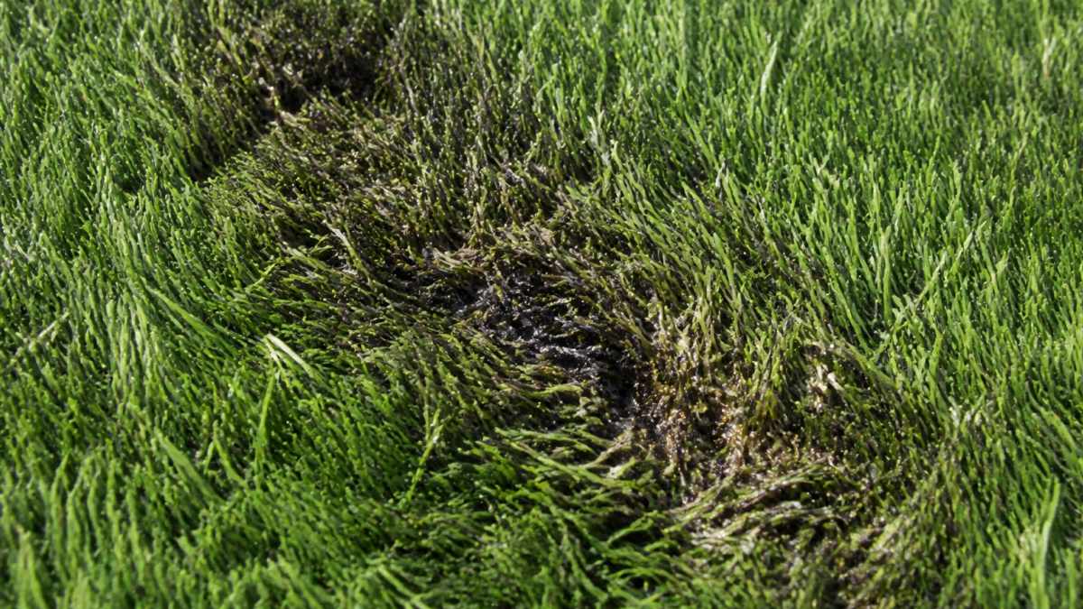 Close-up of artificial turf showing visible melting or heat damage on the fiber surface with a distinct problem area demonstrating thermal damage