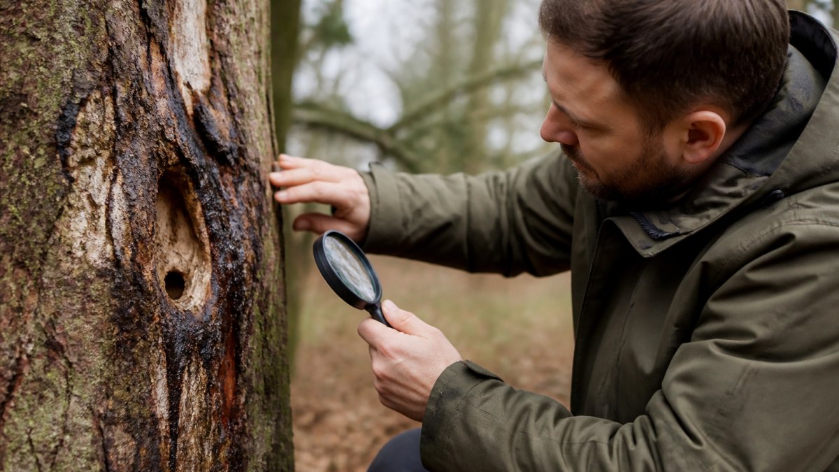 7 Warning Signs of Tree Disease Every Formby Owner Should Know